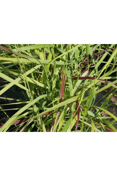 Просо прутовидное `Ханс Хермс`